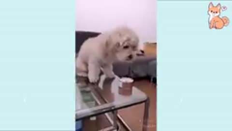 Funny dog video