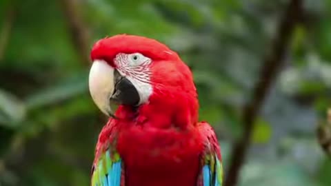 Cute parrot sounds