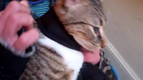 How to train your cat