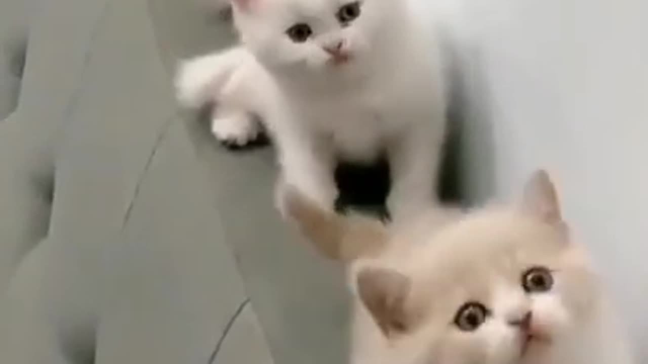 Cats are so beautiful dancing short clips