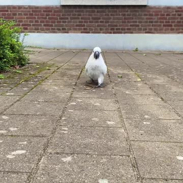 funny cat video 4111