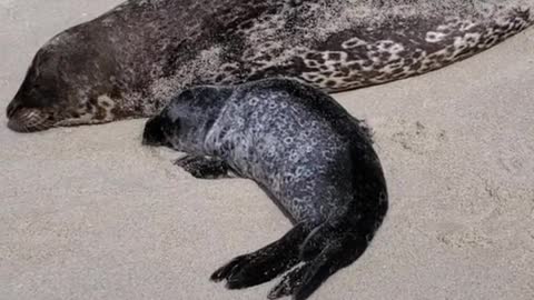 Cute Baby Seal Sound