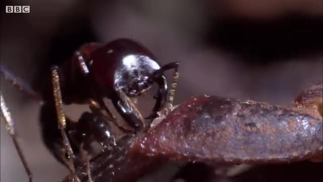 Ants vs Crab - Natural World- Ant Attack - BBC Earth_Cut