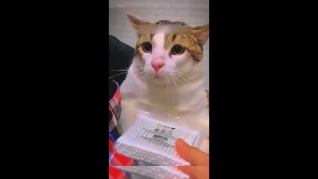 funny animals
