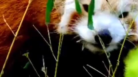 Amazing and lesser known facts about pandas #shorts #viral #trending
