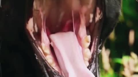 The black panther also comes to lip-synching animal black panther cute pet