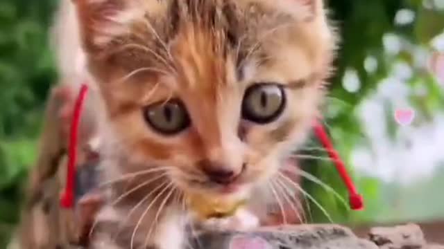 Beautiful cat