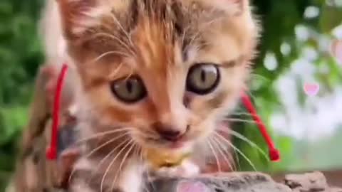 Beautiful cat