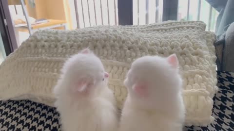 Shy cat