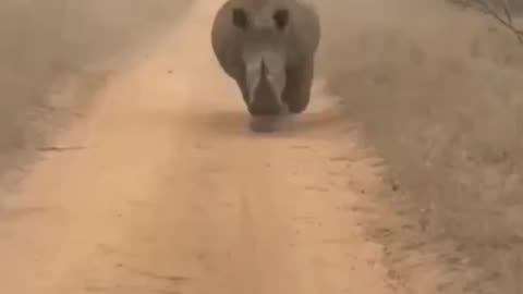 Damn RINOs Running Again