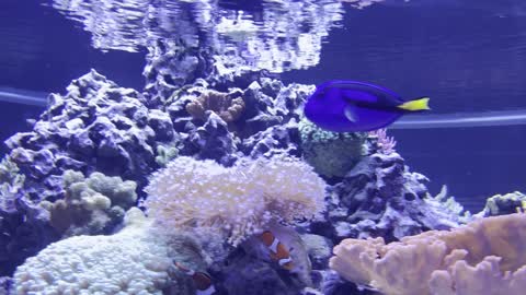 Dory, Nemo and Marlin