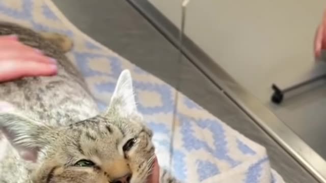 Cat Swallowed A Sewing Needle