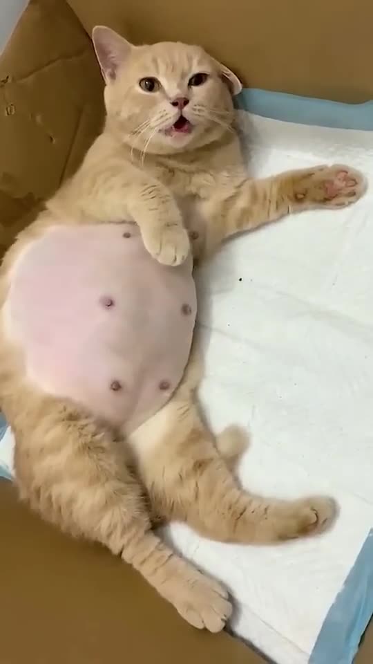 How beautiful is this cat after giving birth to kittens