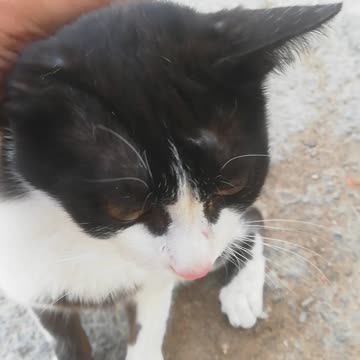 Cat video do you love cat