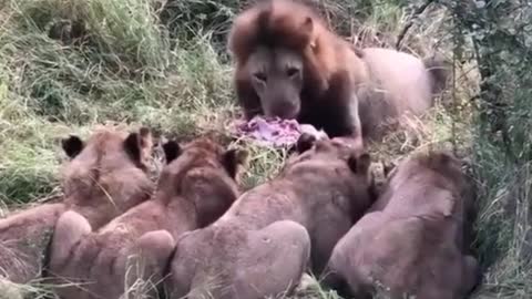 The Lion eats. The lions line up for the lion