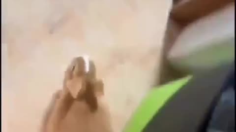 Turbocharged a rabbit!