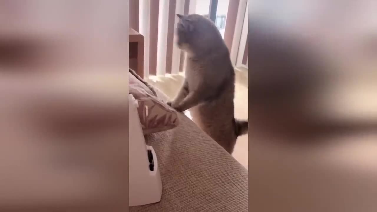 Funniest Cats and Dogs