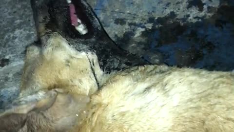 Poisoned Pup Saved By Animal Rescuer