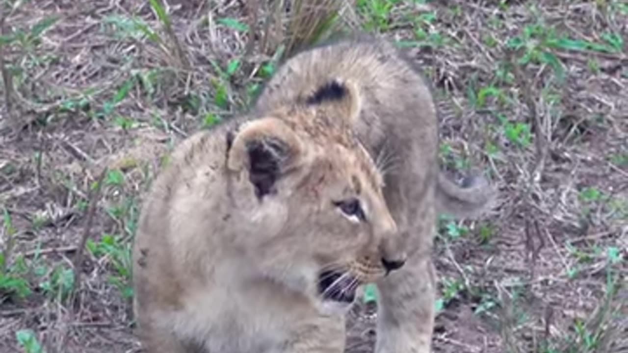 #NationalGeographicUK #BigCatWeek #BlackPanther The Real Black Panther | National Geographic Wild