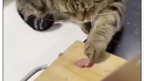 Cats be cray cray