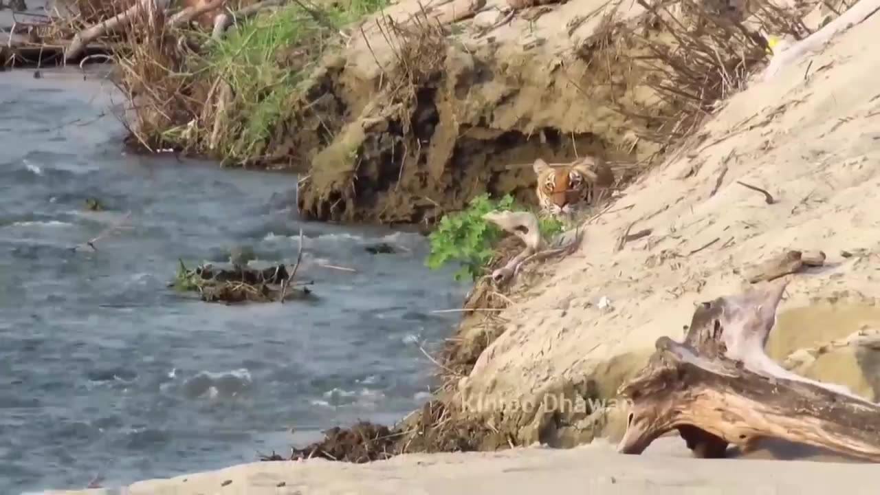 Corbett Tiger Reserve. Tiger's failed attempt to kill a Deer.