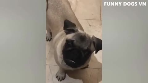 Funniest dog...cats