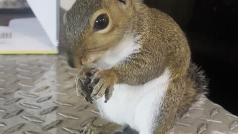 Hazel eating HHB