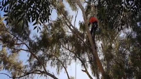 Are you looking for Tree Services in Padbury?