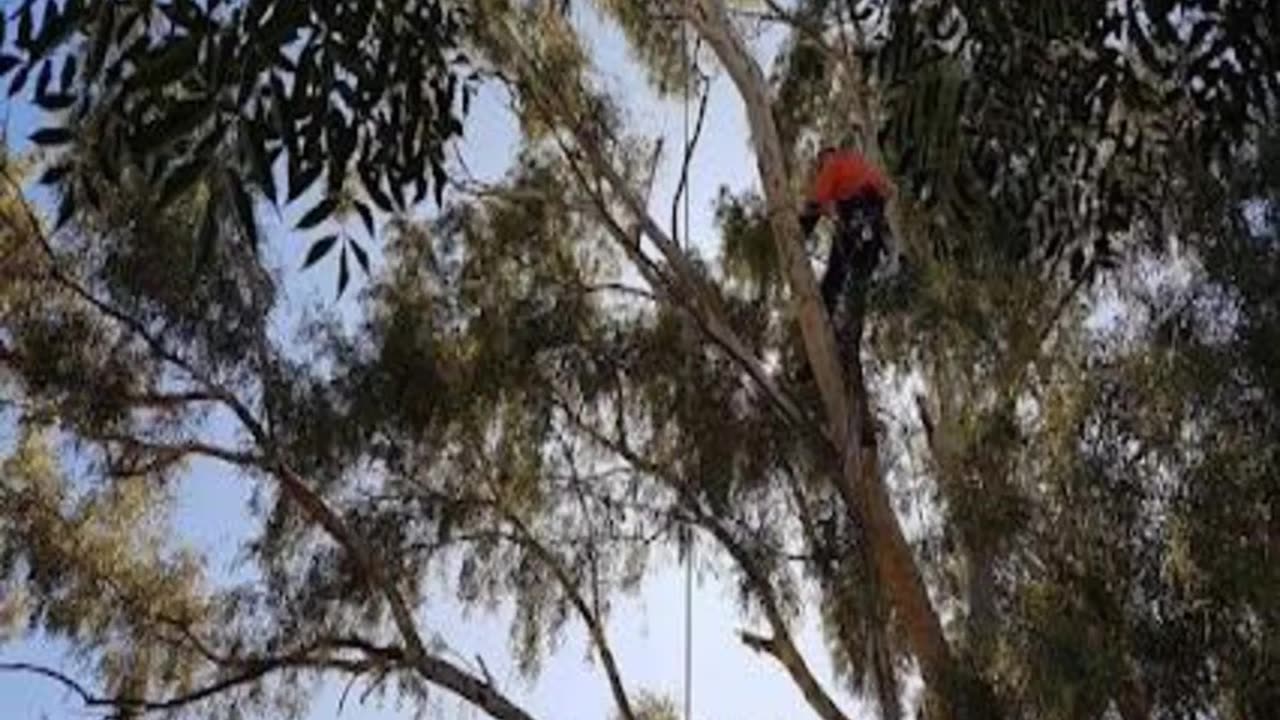 Are you looking for Tree Services in Padbury?
