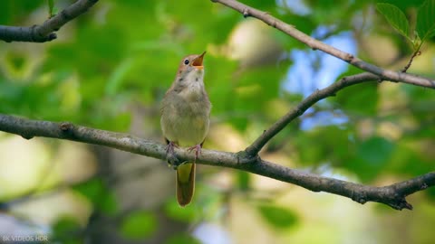 FOREST ANIMALS 8K ULTRA HD – Forest Wildlife with REAL Nature Sounds