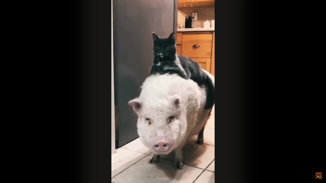 FUNY CATS and DOGS & other ANIMALS π±πΆπ¦ New Funniest Animal Videos 2023 π
