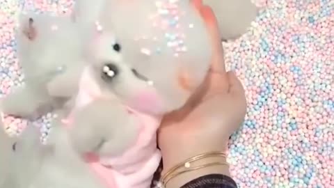 Funny and Cute Dog Pomeranian 😍🐶- Funny Puppy Videos