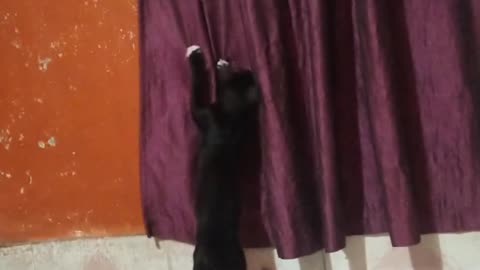 Spidercat