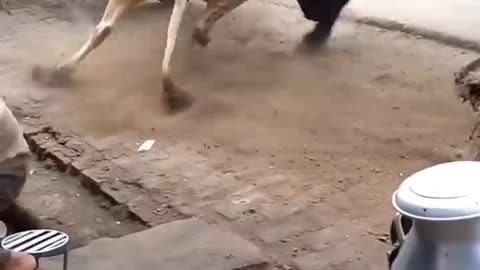 Bull fight