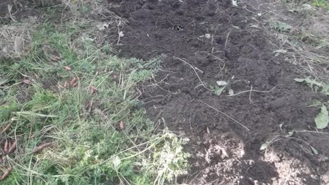 We have harvested carrots