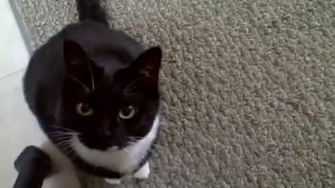 Cat Jumpscare