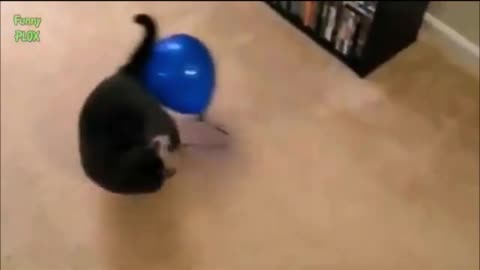 Funny Cats vs Balloons Compilation