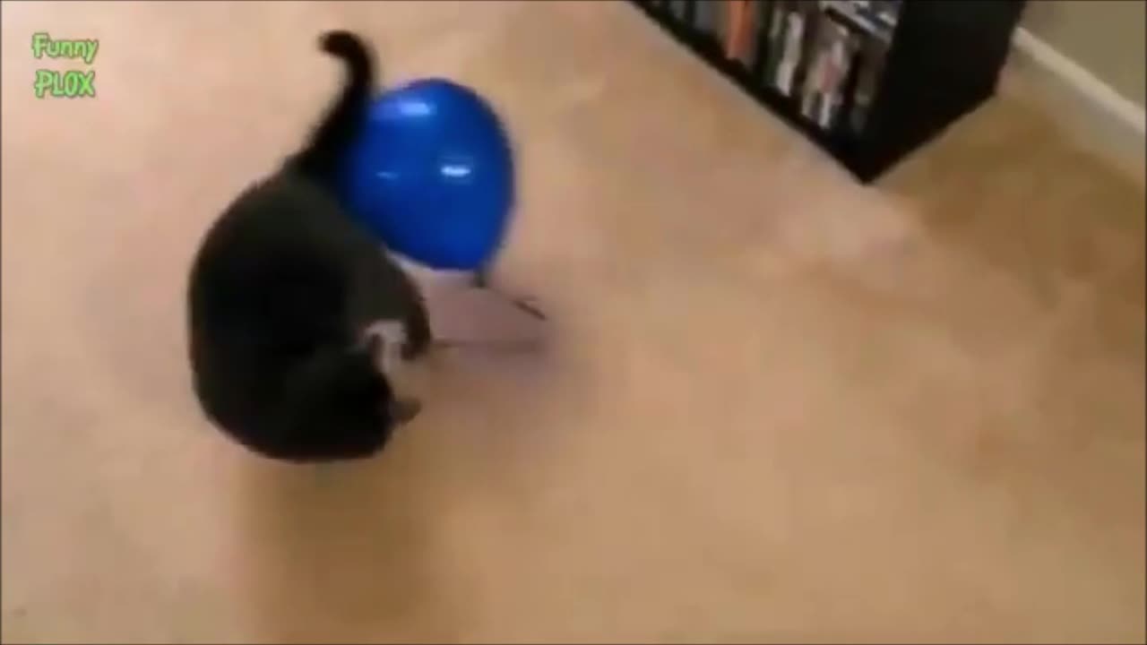 Funny Cats vs Balloons Compilation