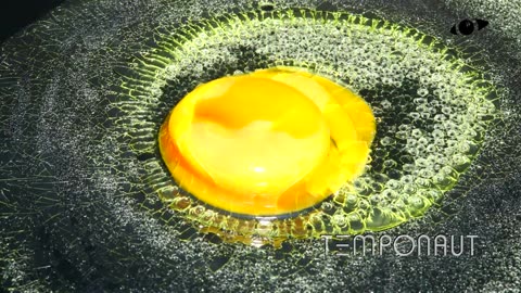 Rotting Fruit and Food Timelapse