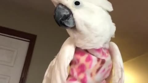 New Dress! #SnoweeTheCockatoo