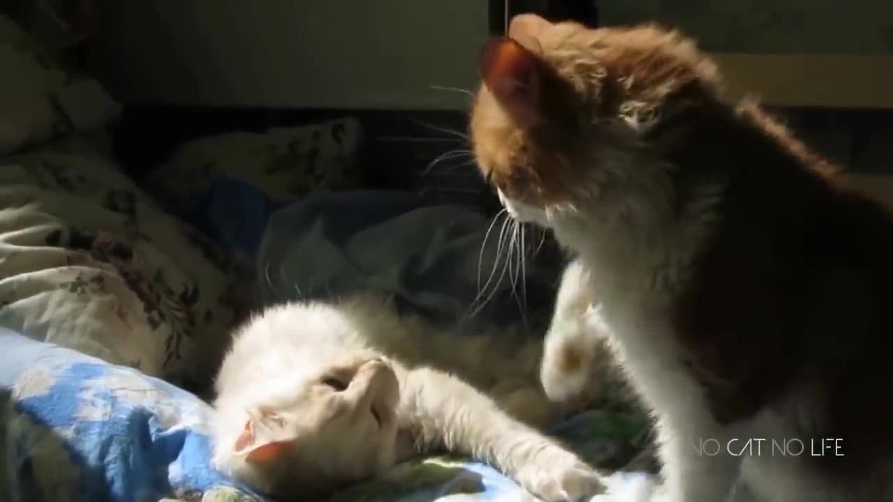 Funny cats