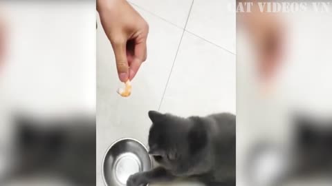 Funniest Cats and dogs