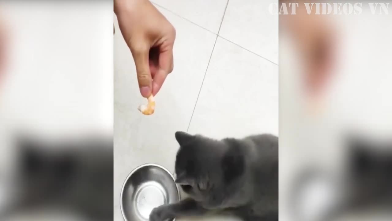 Funniest Cats and dogs