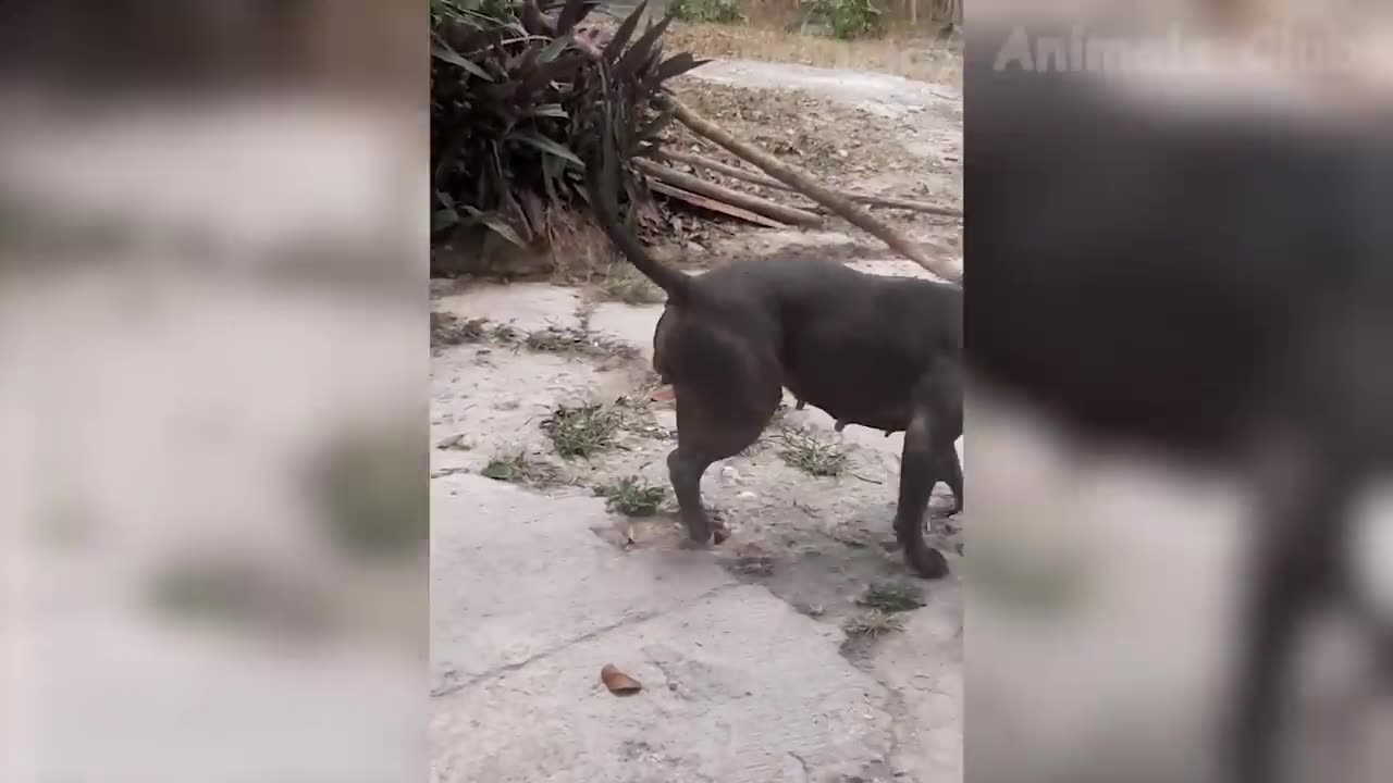 Animals looks so funny 🤣