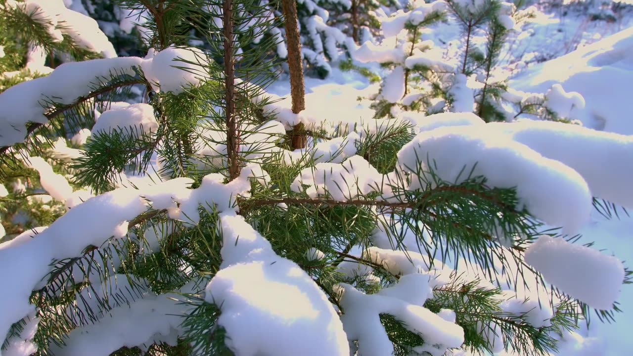 Landscape video material sharing (without watermark)