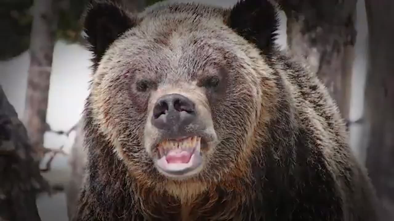 MR BEAST BEFORE DISASTER