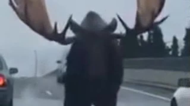 Moosing Walking On Highway