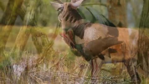 Bale Mountains National Park | African Wildlife With Relaxing Music - Real Sound Of Africa Ultra HD