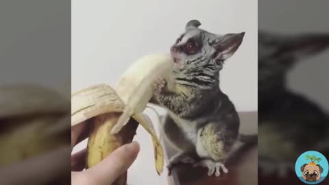 First time to eat a banana