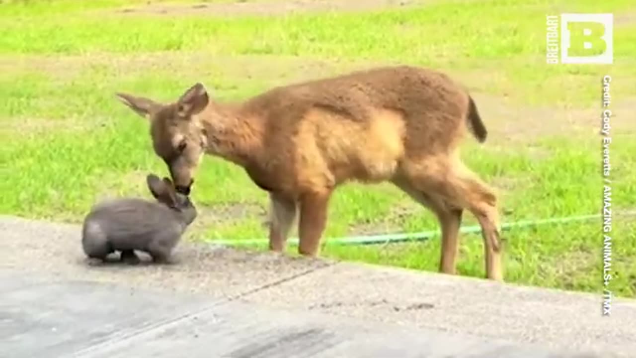 Real Life Bambi and Thumper